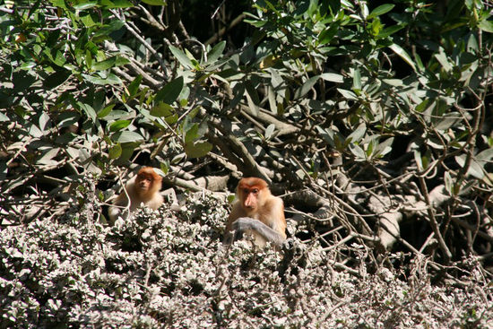 Orang Belanda ( Holländer wegen der Nase )
engl. proboscis Monkey