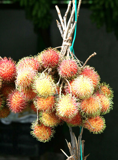 Rambutan