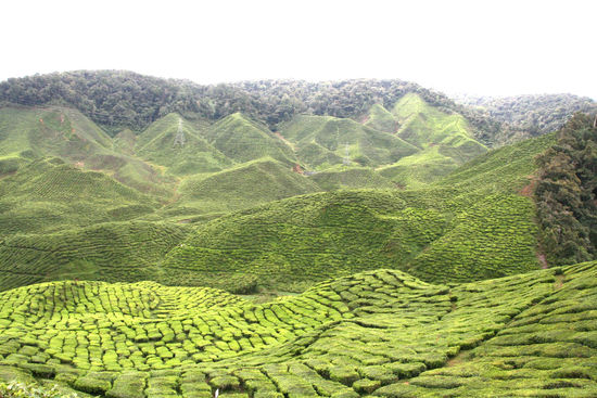 Cameron Highlands