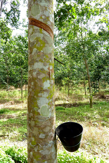 Rubbertree (Gummibaum)