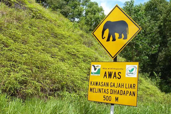 Warnung im Dschungel (Verkehrsschild)