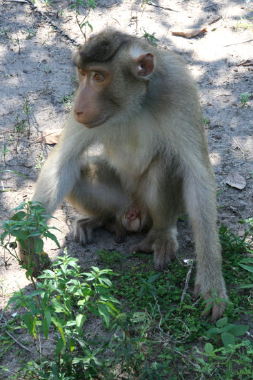 Affe für die Kokosnußernte
