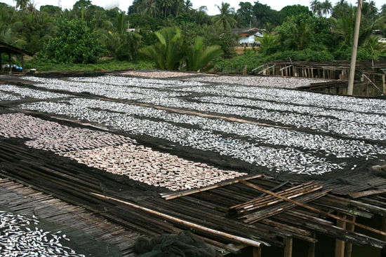Anchovis zum Trocknen in der Sonne