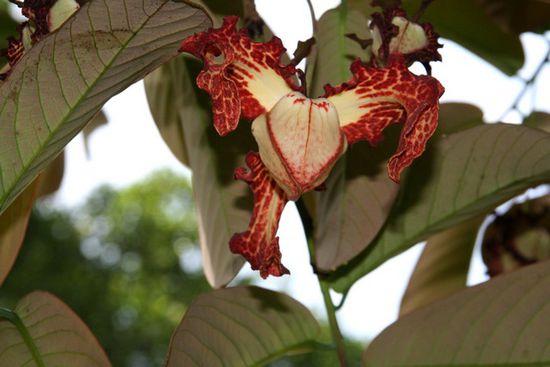 Im Orchideenhaus.,.......