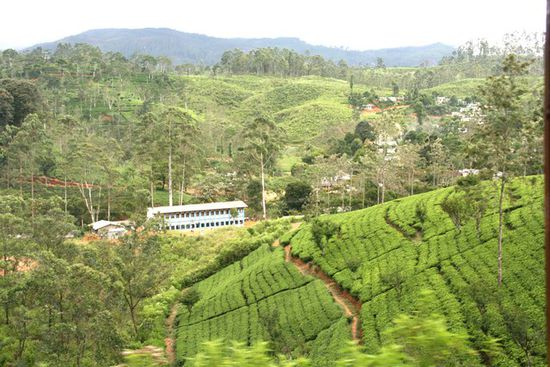 Teeplantage