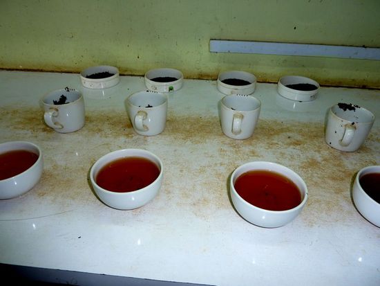 Teeproben