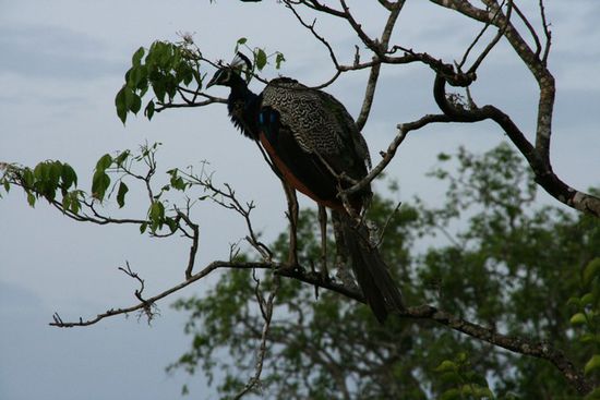 Pfau