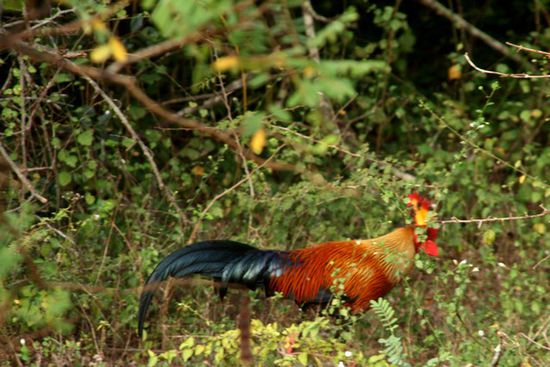 Nationalvogel von Sri Lanka