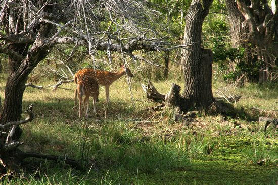 Deers