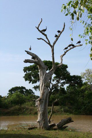 Pfaue auf dem Baum