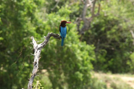 Eisvogel