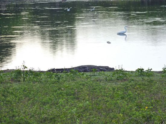 Das Krokodil am Seeufer