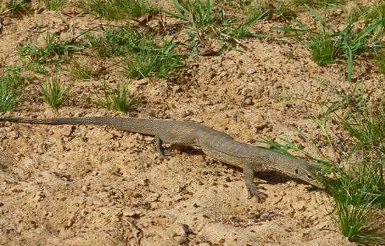Leguan