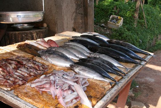 Frischfisch