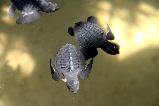 Schildkrötenbabies - 2 Tage alt
