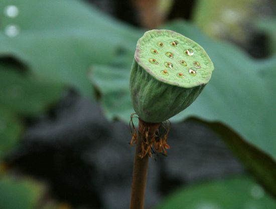 Verblühte Lotusblume