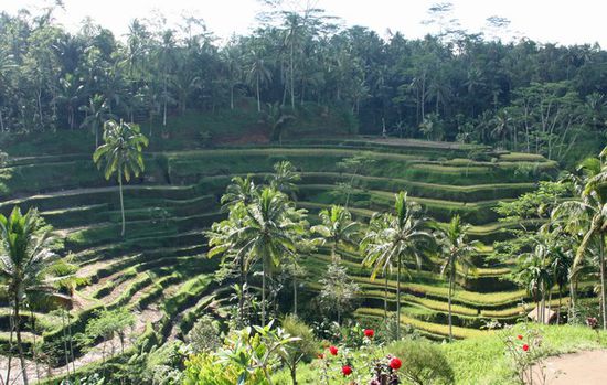 Reisterrassen auf dem Weg zum Batur See