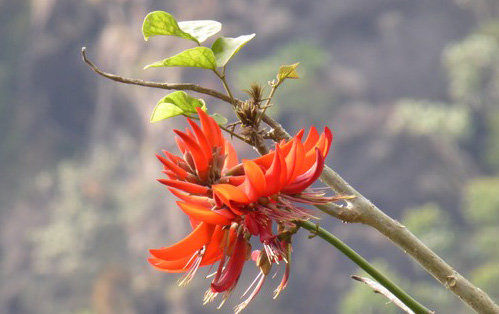 Blumen am Wegesrand