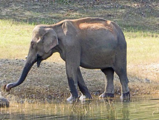 Erster Elefant in Sicht