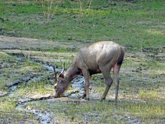 Der indische Hirsch