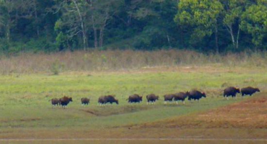 Bisonherde in der Ferne