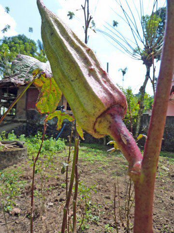 Okra oder Ladyfinger