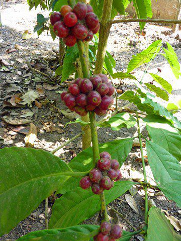 Kaffee, Robusta
