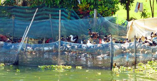 Es sollen die besten Enten sein
