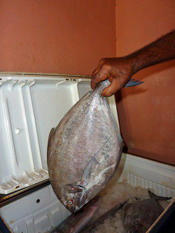 Wir suchen uns den Fisch zum Abendessen aus