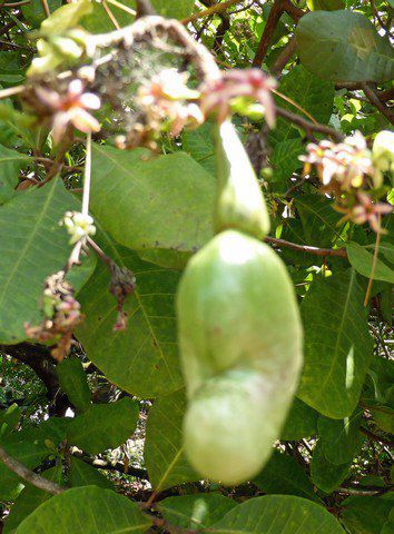 Cashewnuss