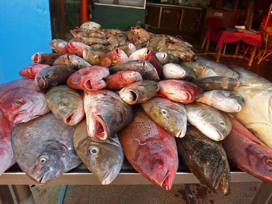 Einen dieser Red Snapper haben wir gegessen