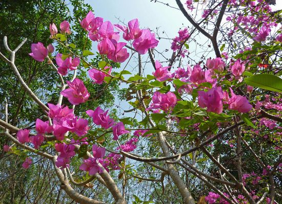 Blühender Baum auf unserer Plantage