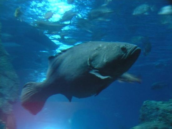 so sieht ein Riesenzackenbarsch aus...