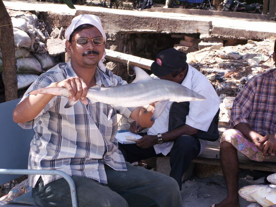 Der stolze Fang, ein Baby Hai!