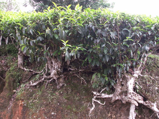 Die zurecht gestutzten Teebaeumchen
