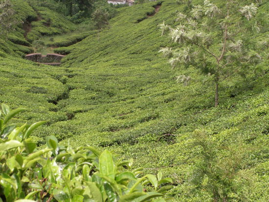 Blick die Plantagen hinab
