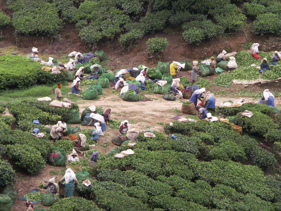 Nach dem Teepfluecken muss noch sortiert werden