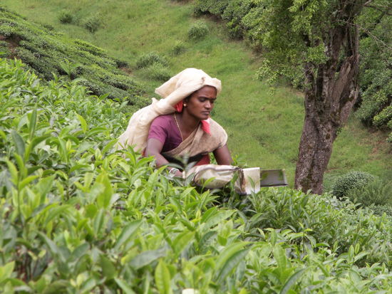 Teepflueckerin bei der Arbeit