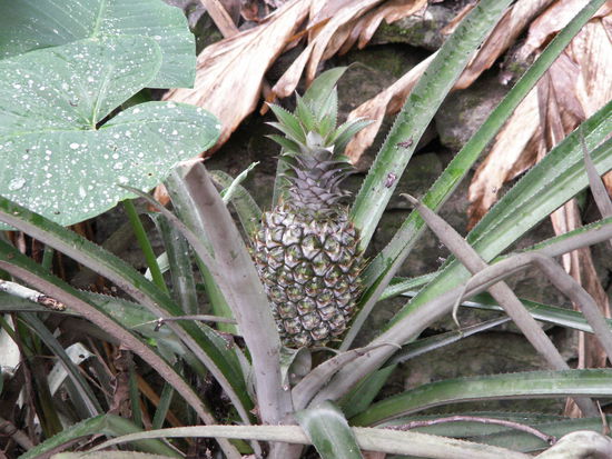 Ananas