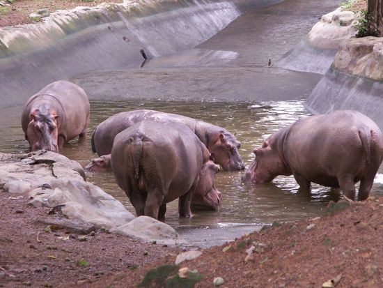 sooooo viele Hippos... wer findet das Baby