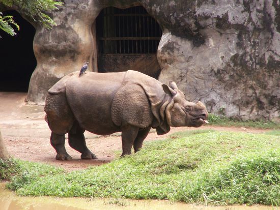 Das Nashorn hat nen Vogel