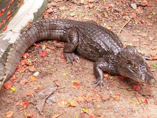 Krokodilchen, weils so klein war! 