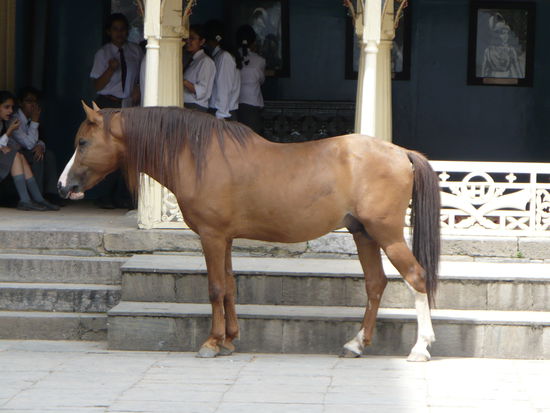 Ein Pfeeeerd! Das erste tolle seid 6 Monaten! (Deshalb muss es hier mit rein)
