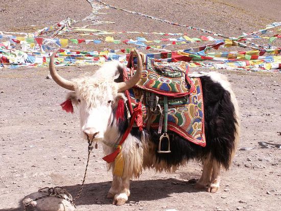 Ein Yak!  Und darauf soll man reiten??