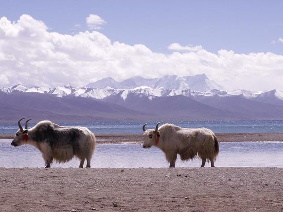 Oh, 2 Yak's mit dem See und Bergen 