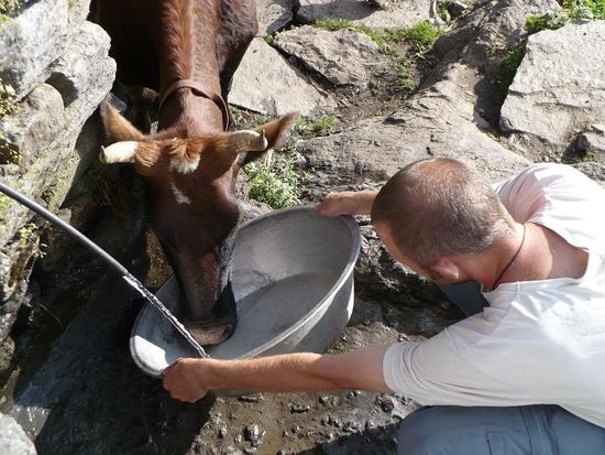 ja ja, das liebe Vieh 