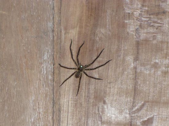 Hier schaut die Spinne nicht annaehernd soooooo gross aus wie sie wirklich war!!!