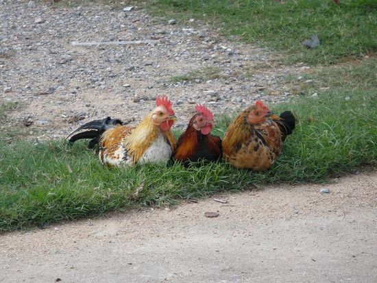 Die 3 Chicksen von Phetchaburi