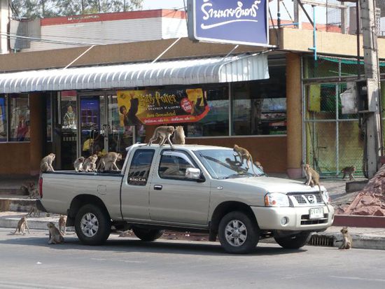 Der Pick-up laedt zum Affentanz 