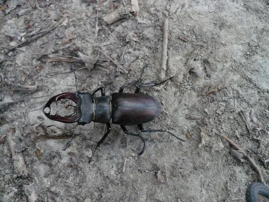 Dort liefen uns sogar ein Hirschkäfer ...